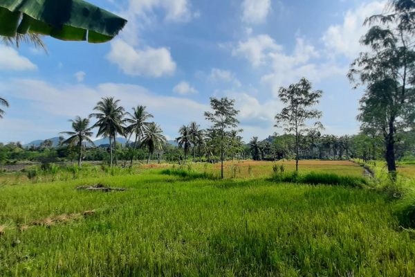 selong belanak-land-property-good deal-flat (1)