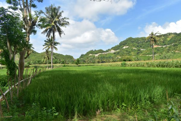 serangan-lombok-property-good deal (1)